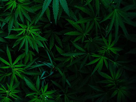 wietplant verduisteren